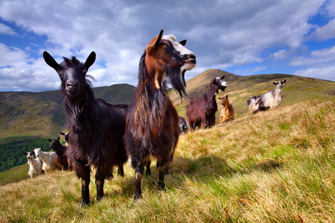 Beitedyr, her geiter og sauer kan halda vegetasjonen nede i den norske fjellheimen, og samstundes bidra til redusert oppvarming. Illustrasjonsfoto: colourbox.no