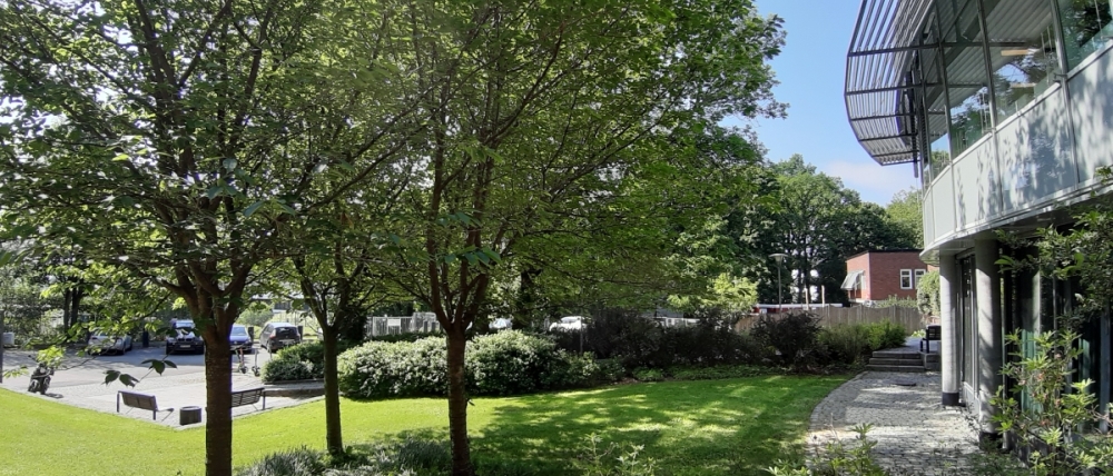 The small grove outside the ZEB building where the geoscience reading rooms are. Photo: gk/UiO