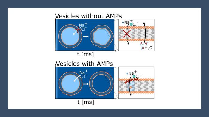 Graphical abstract of the AMP prosess. 