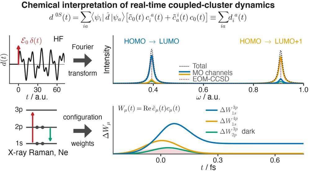 Illustration on chemical iInterpretation of time-dependent coupled-cluster theory. 