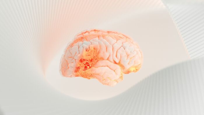 Brain