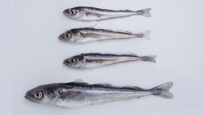 4 cod fish