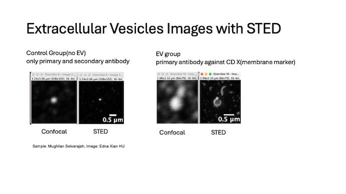 4 photos with text. Header: "Extracellular Vesicles STED". To the left: two photos of small white dot on black background and text: "Control group, no EV, only primary secondary antibody staining". To the right: 2 photos with medium white dots on black background. Text: "EV group, CD X primary antibody