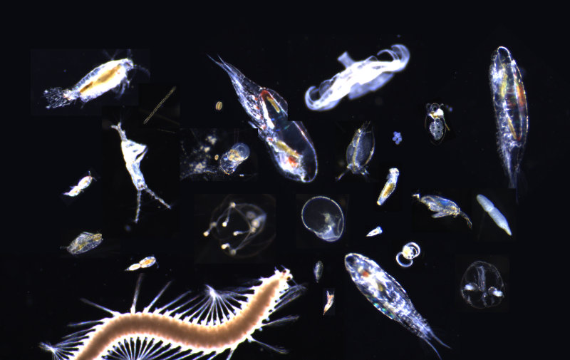 collage of plankton