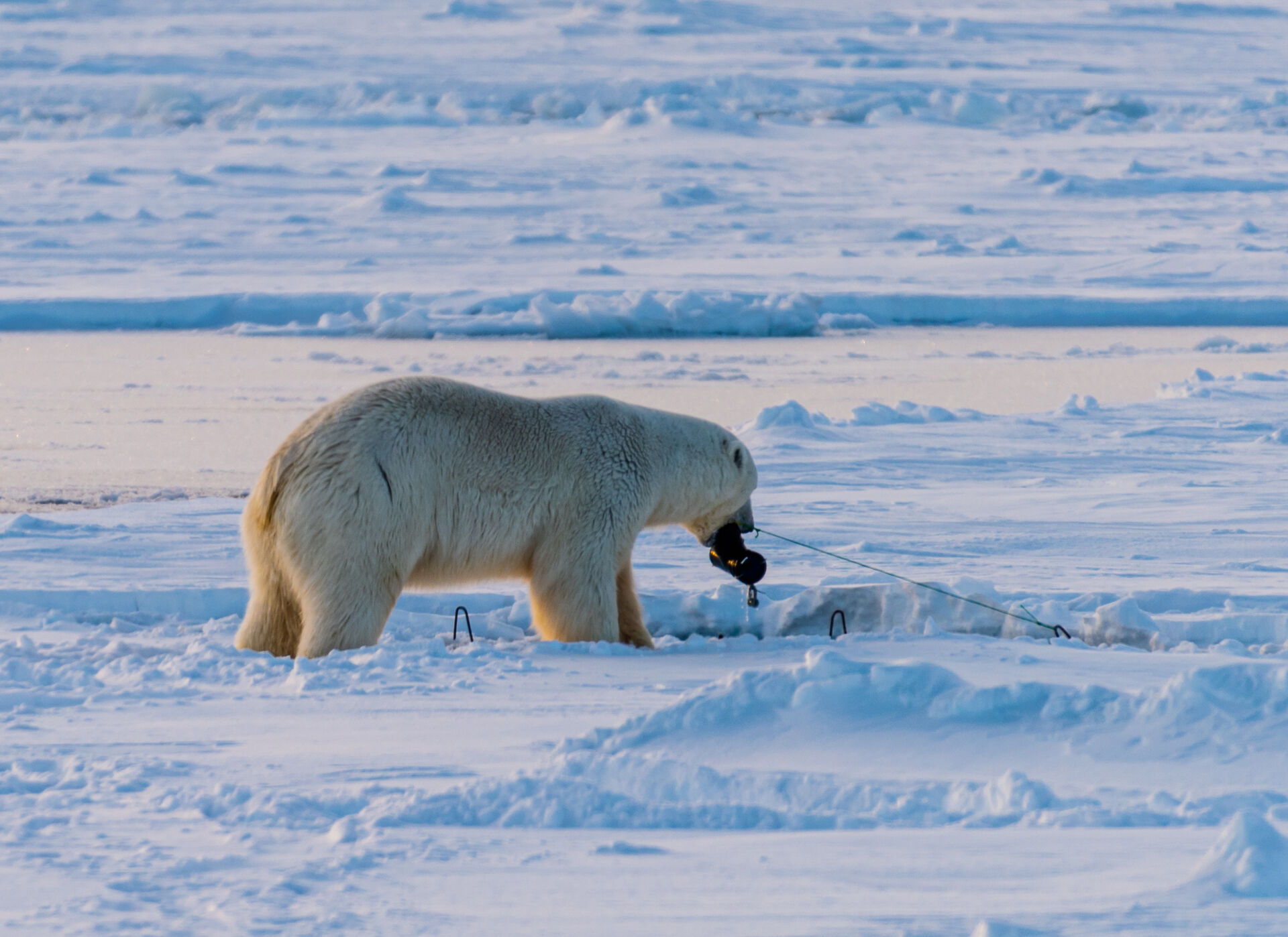 Image may contain: Snow, Polar bear, Carnivore, Polar ice cap, Natural landscape.