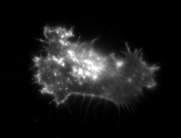 HeLa cell wide field image