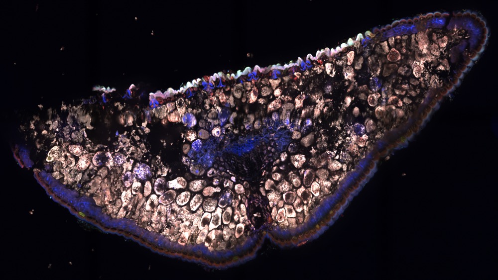 Microscopy image