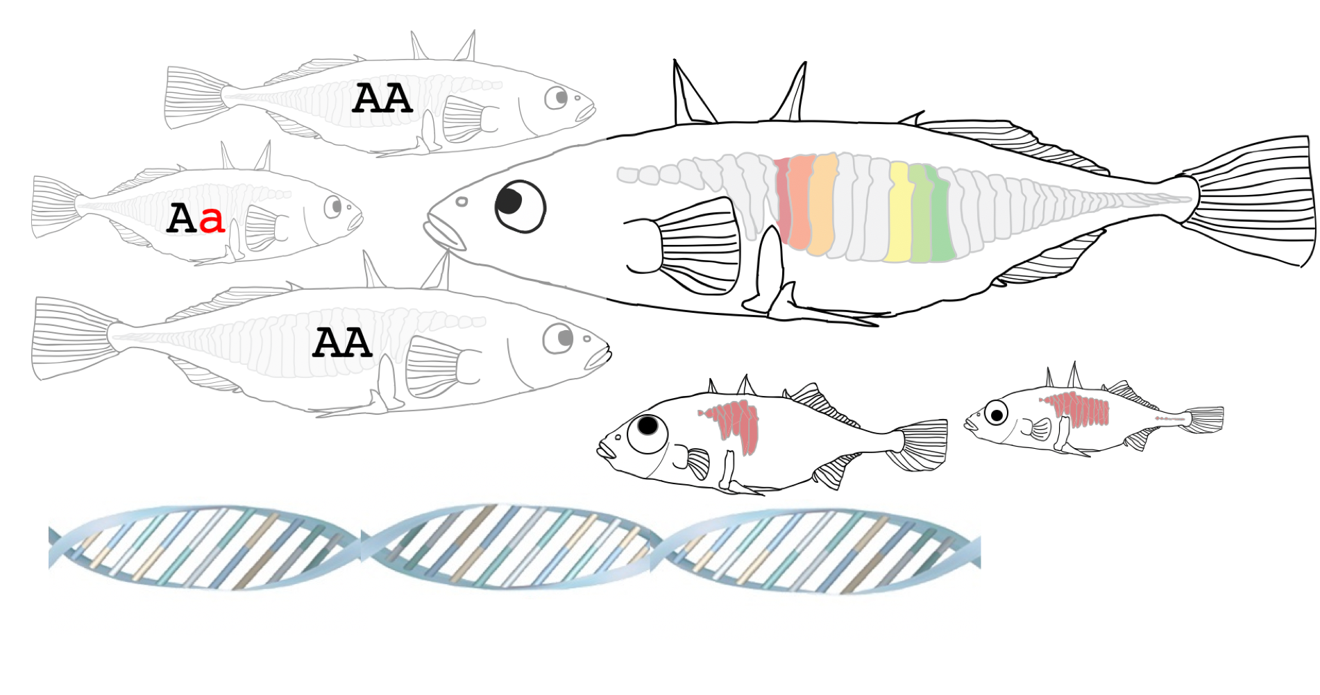 Illustration: Stickleback