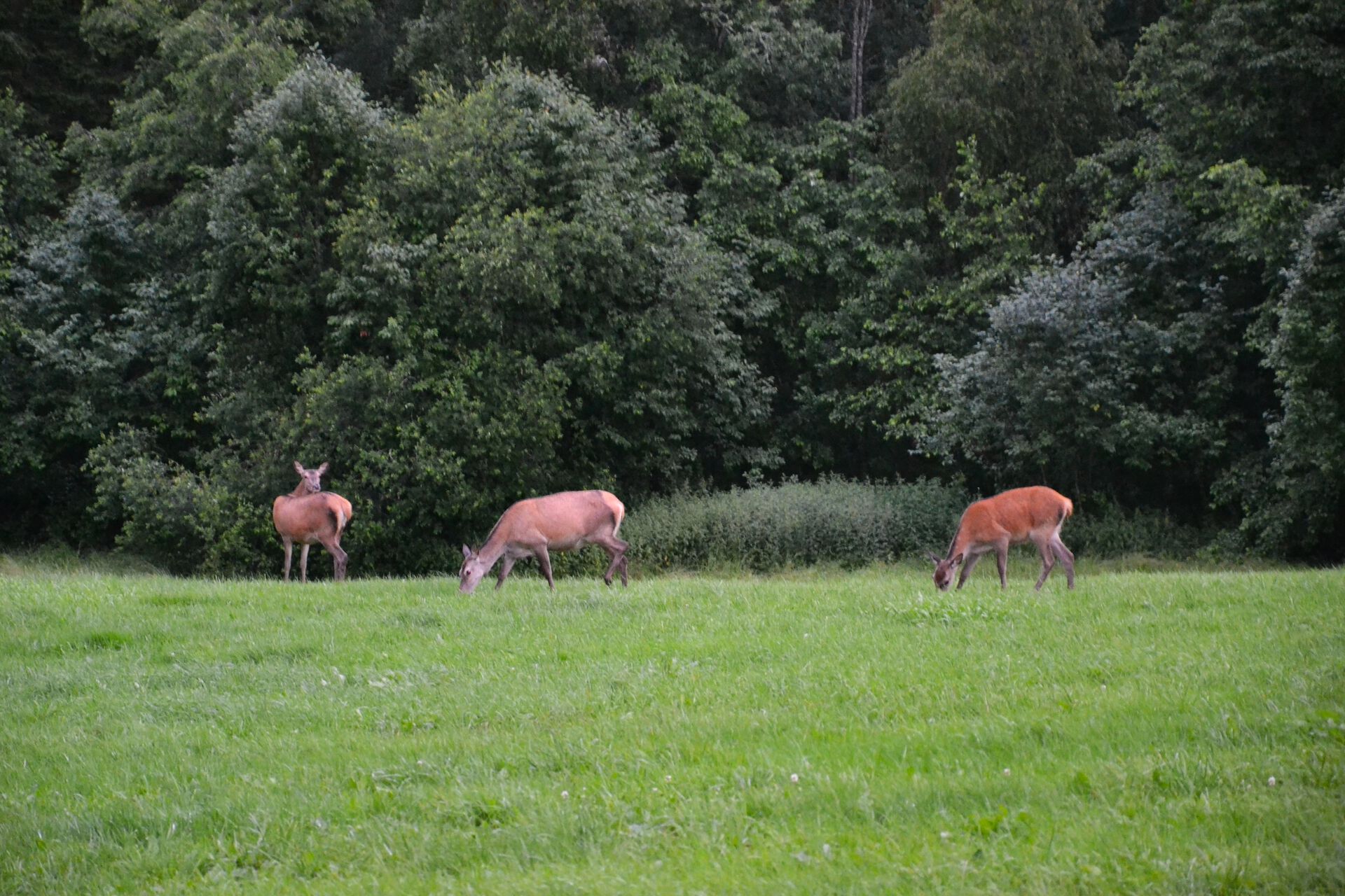 Picture of deer