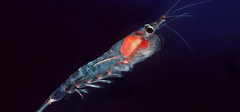 Insect ,Arthropod ,Organism ,Fluid ,Pest.