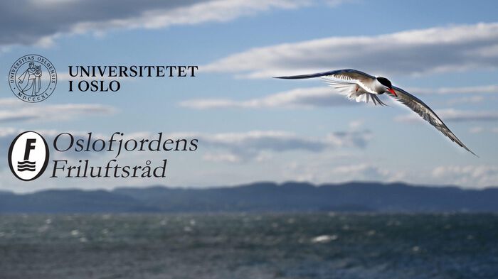 Bilde av fugl som flyr over sjø, med logo og tekst av Universitetet i Oslo og Oslofjorden Friluftsråd