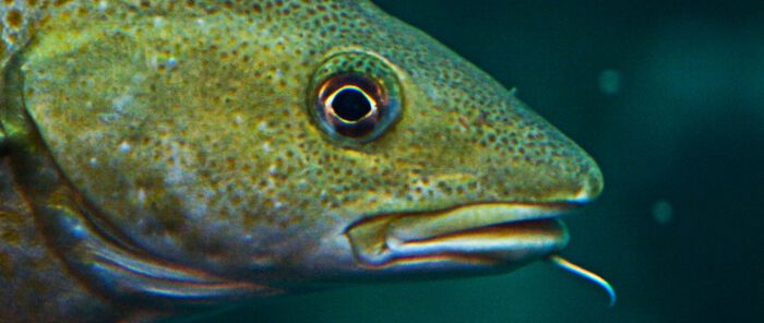 Bildet kan inneholde: skalert reptil, under vann, fisk, elektrisk blå, reptil.