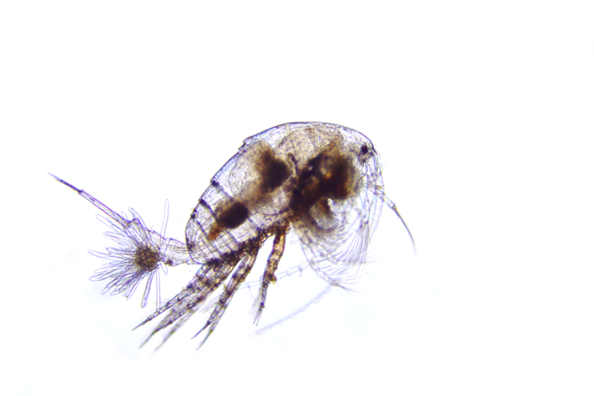 Copepod for studying life under multiple stressors, 