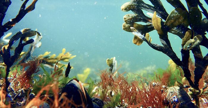 the pictures shows underwater seaweed and blue mussels
