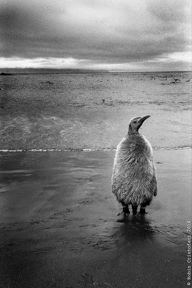 King penguin chick
