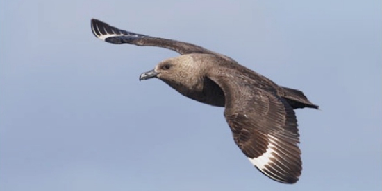 South Skua contains high levels of pollutants even if it lives in Antarctica