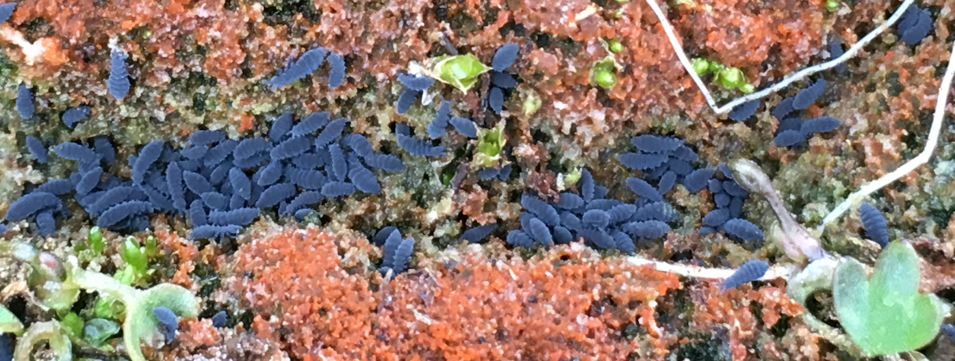 springtails (Collembola)
