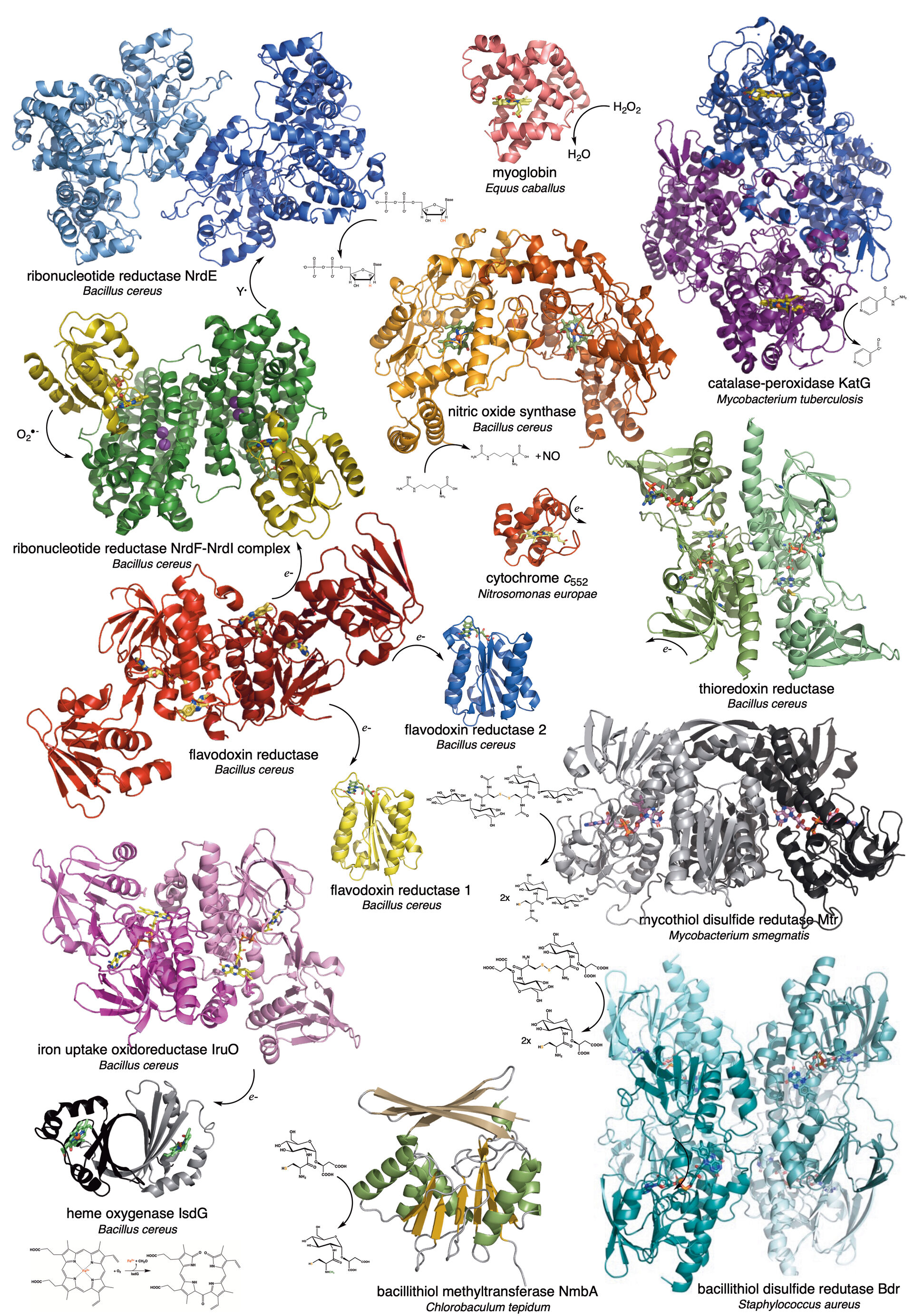 Picture of some structures solved by the group.