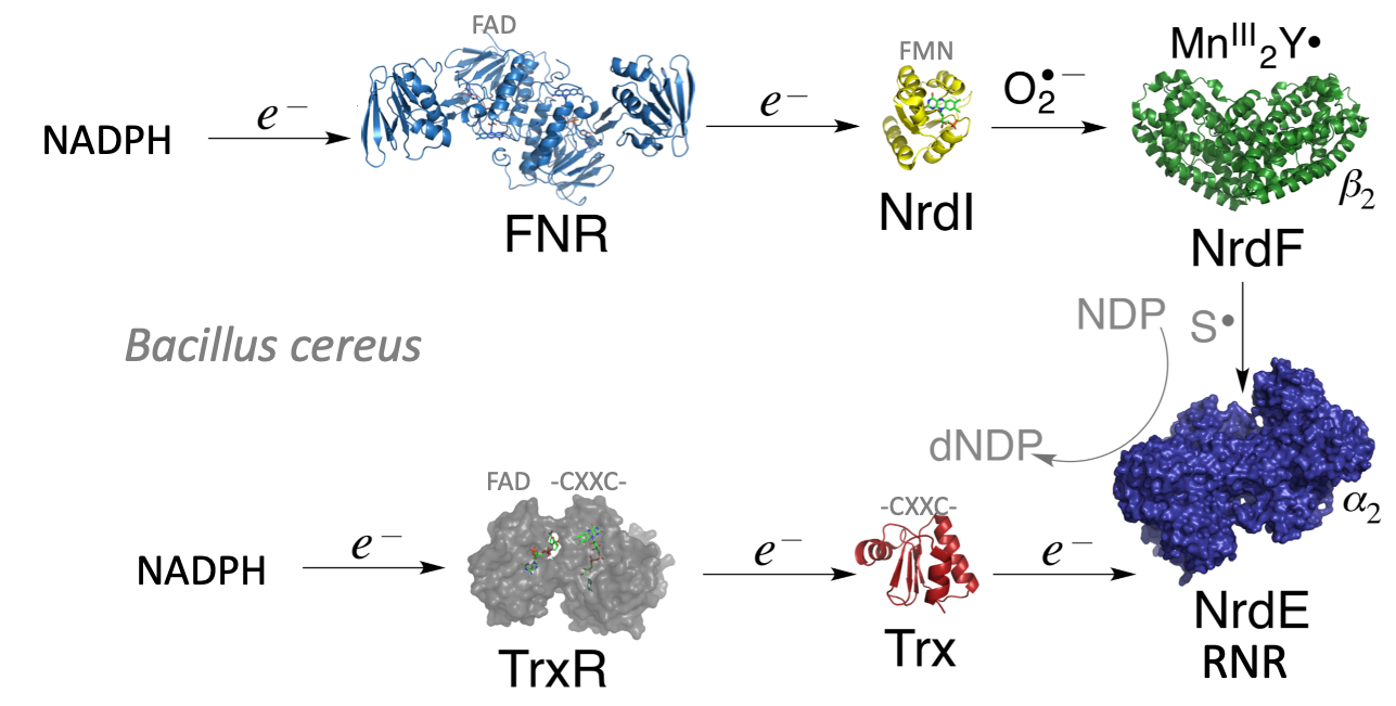Show reaction scheme of RNR