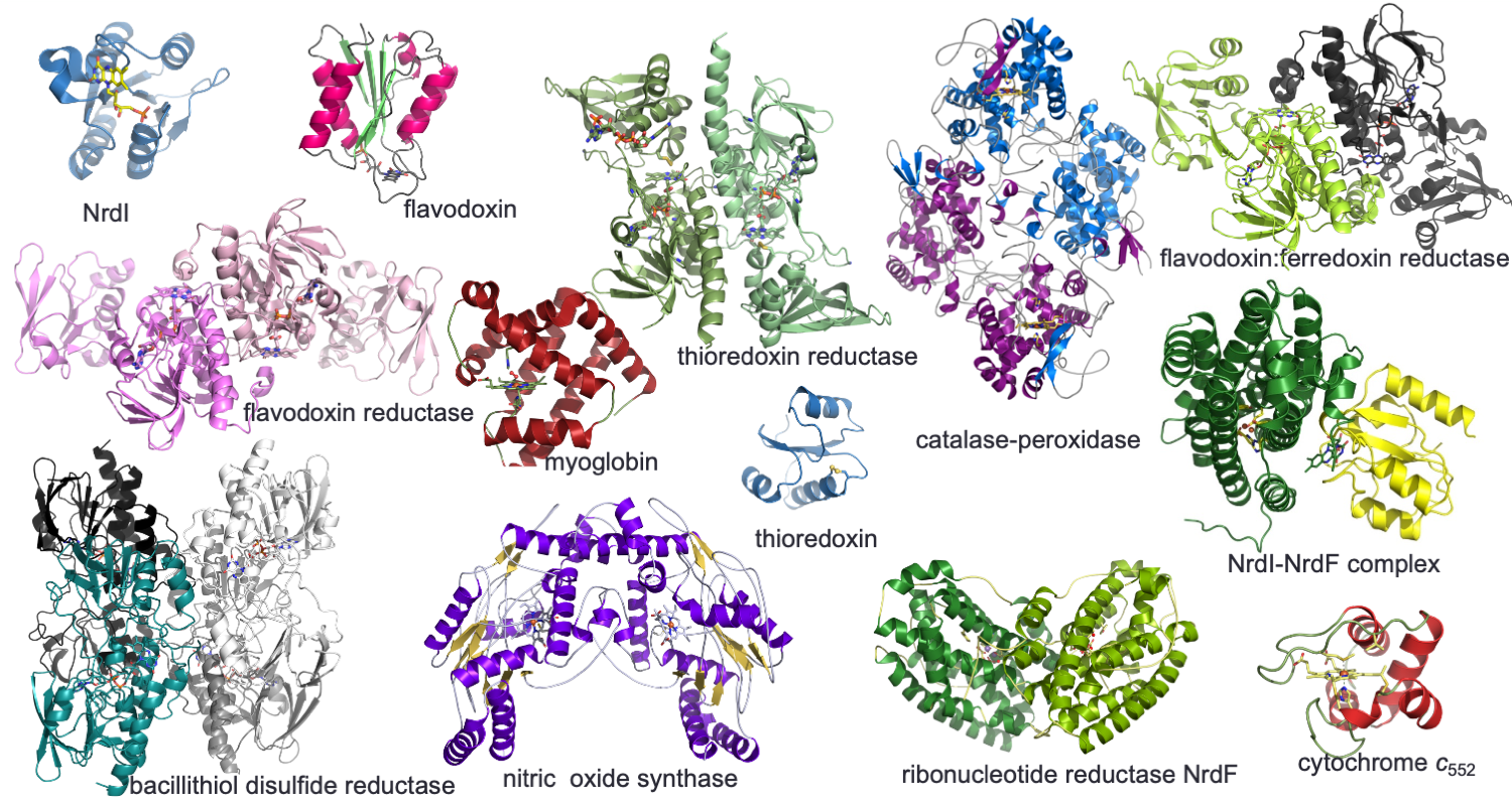 Picture of some structures solved by the group: NrdI, flavodoxin, thioredoxin reductasem catalase-peroxidase, flavodoxin:ferredoxin reductase, flavodoxin reductase, myoglobin, thioredoxin, NrdI-NrdF complex, bacillithiol disulfide reductase, nitric oxide synthase, ribonucleotide reductase NrdF and cytochrome c552