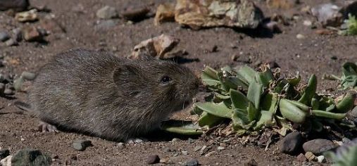 California vole in desert environment