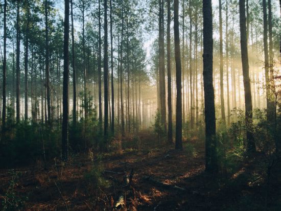 Forest, light, trees