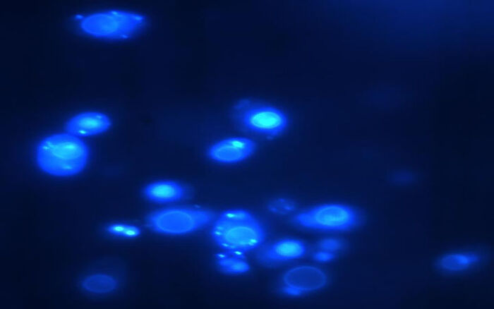 Yeasts, DAPI