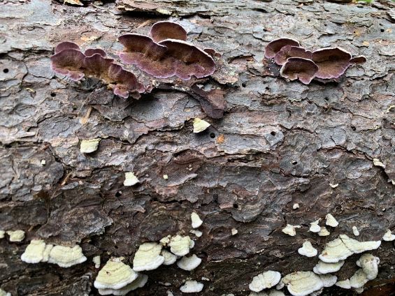 Fungi