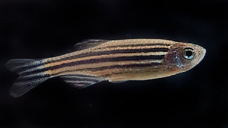 zebrafish (Danio rerio)