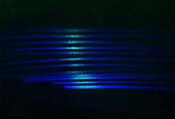 Photo of muscle fibres (blue) with cell nuclei (green).