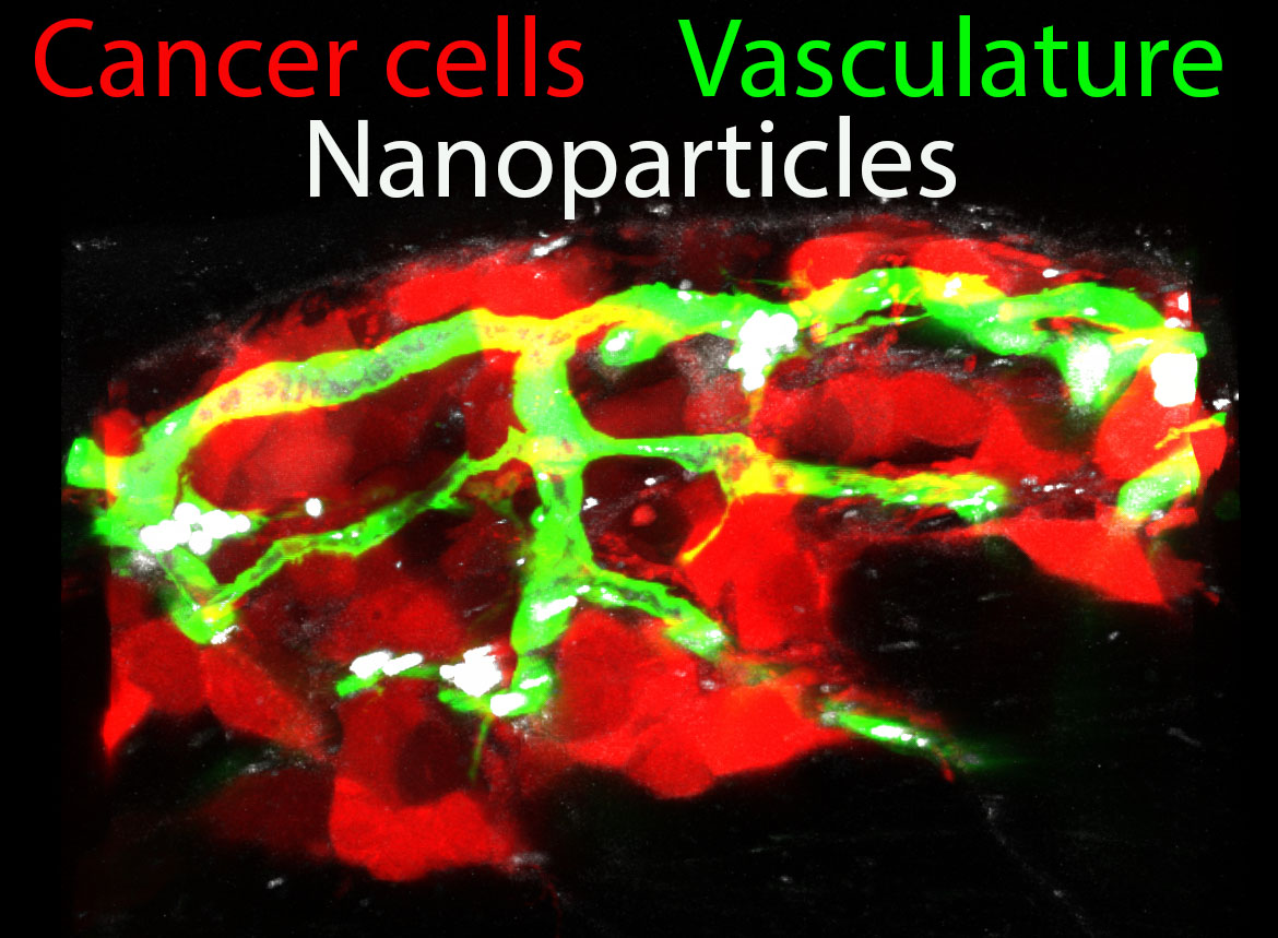 Nanoparticles accumulating in the cancer area of a Zebrafish embryo