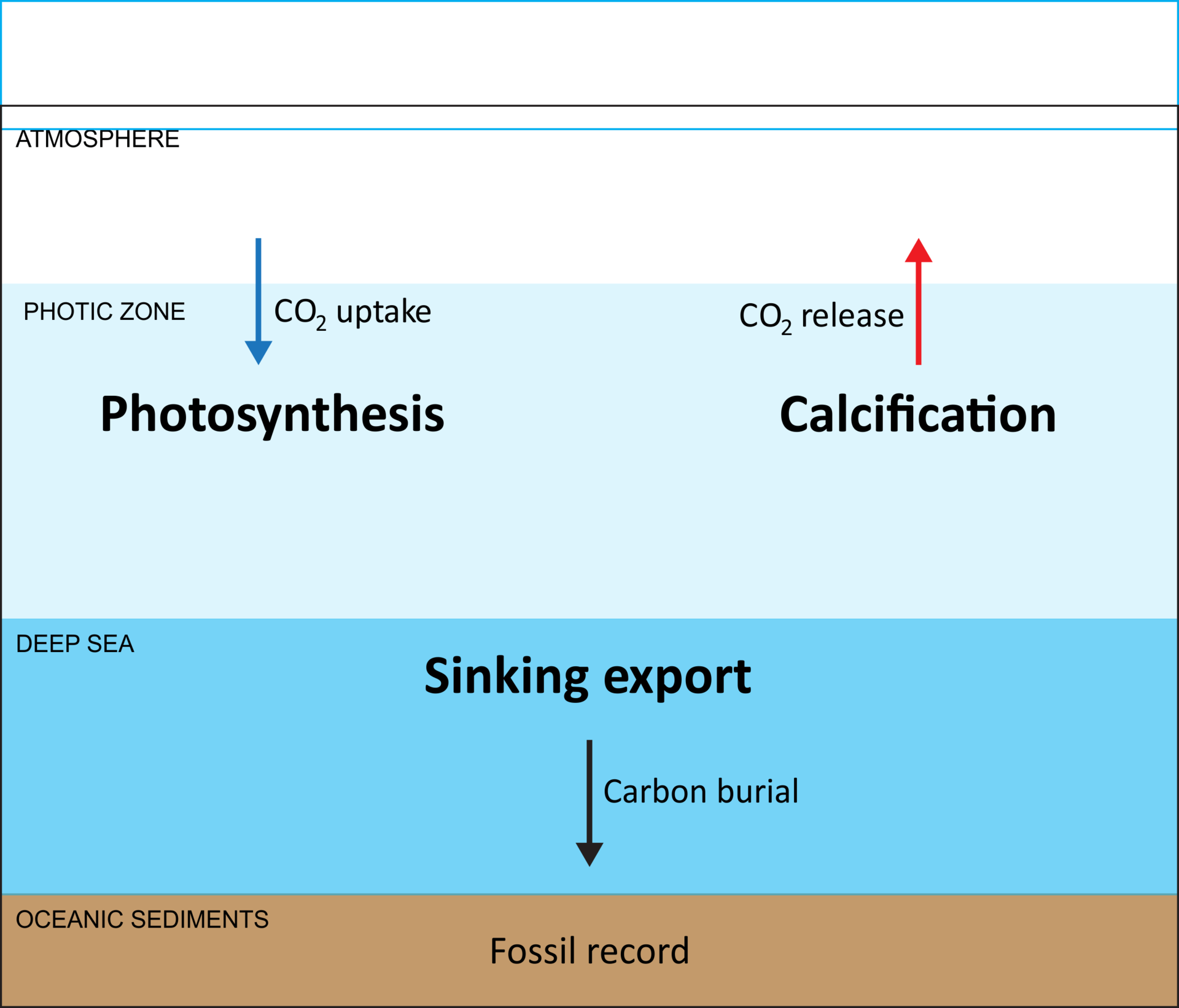 karbonsyklus