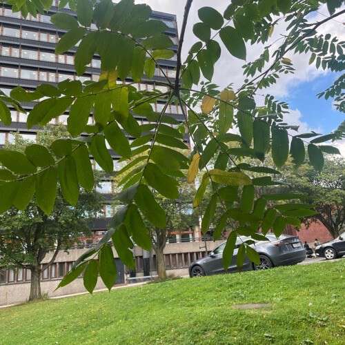 Ask på campus