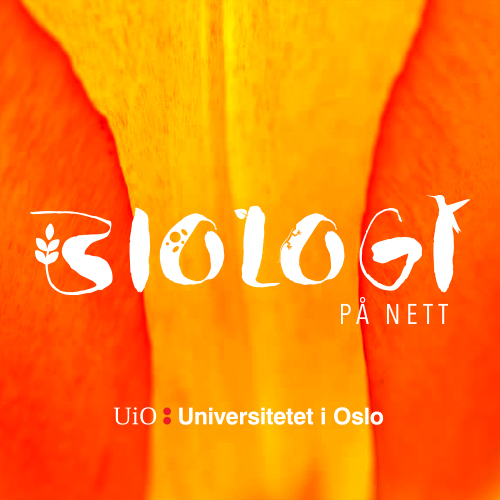 Bildet kan inneholde: rav, kronblad, oransje, font, kunst.