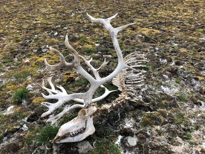 Bildet kan inneholde: anlegg, tre, terrestrisk plante, stamme, naturlig landskap.