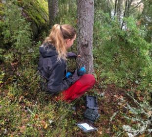 En kvinne som innstallerer et kamera på et tre, ute i skogen.