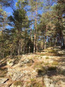 Skog
