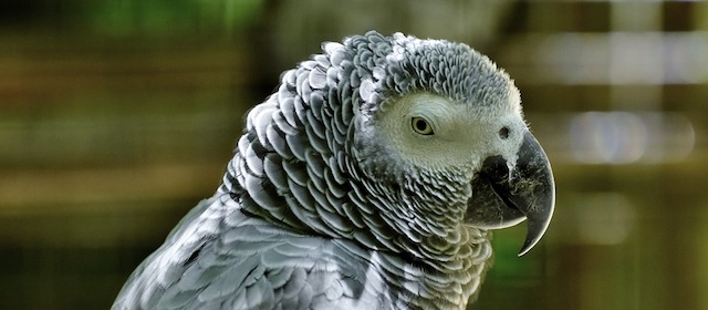 Bildet kan inneholde: fugl, virveldyr, nebb, afrikansk grå, papegøye.