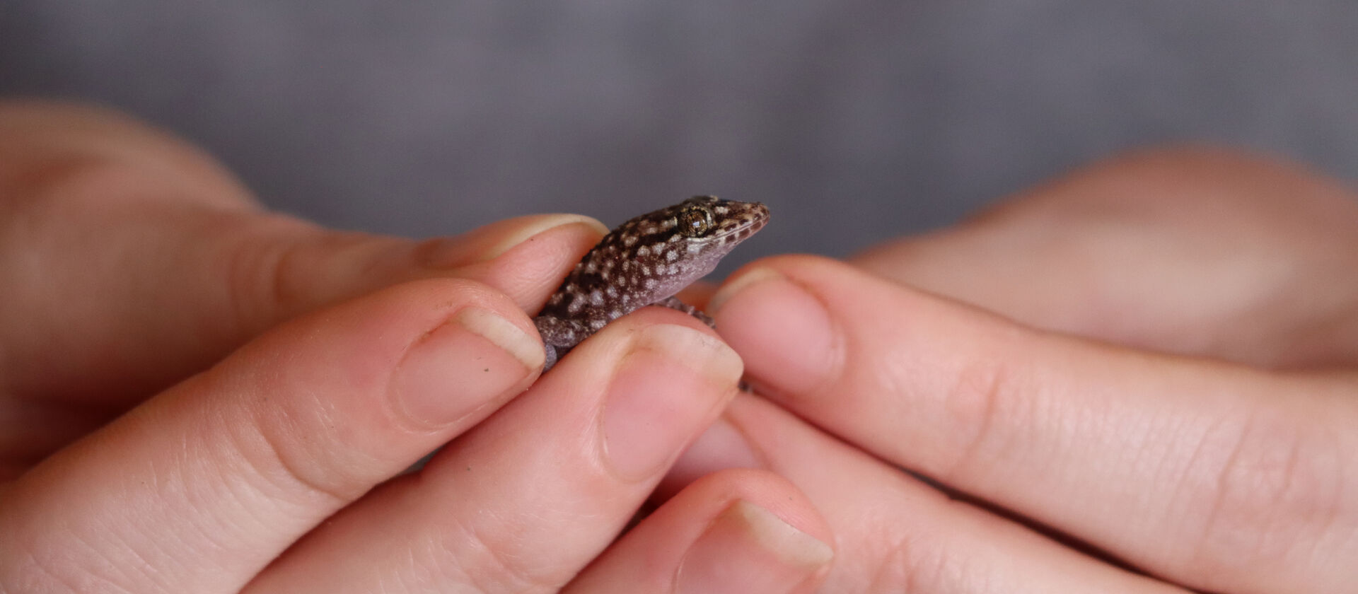 Bildet kan inneholde: reptil, spiker, finger, skalert krypdyr, hånd.