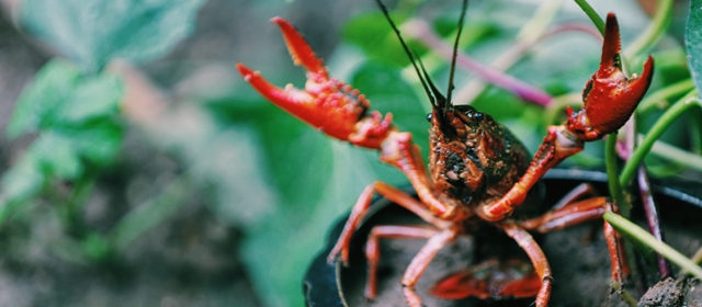Bildet kan inneholde: invertebrate, decapoda, insekt, edelkreps, skadedyr.