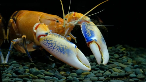 Bildet kan inneholde: amerikansk hummer, edelkreps, homarus, hummer, decapoda.