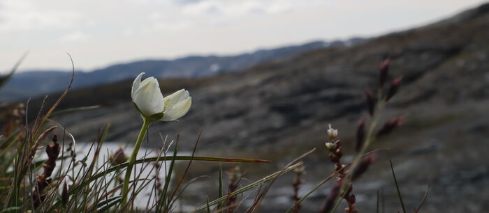 Bildet kan inneholde: blomst, anlegg, vår, wildflower, økoregion.