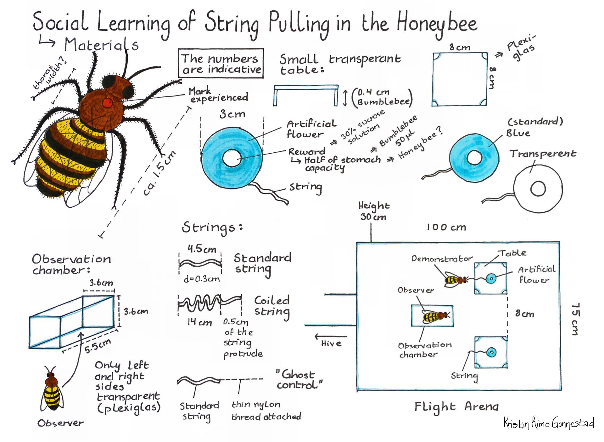 Tegning av en bie med informativ tekst rundt. 