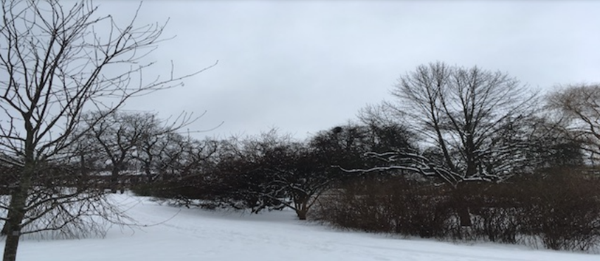Snødekt botanisk hage