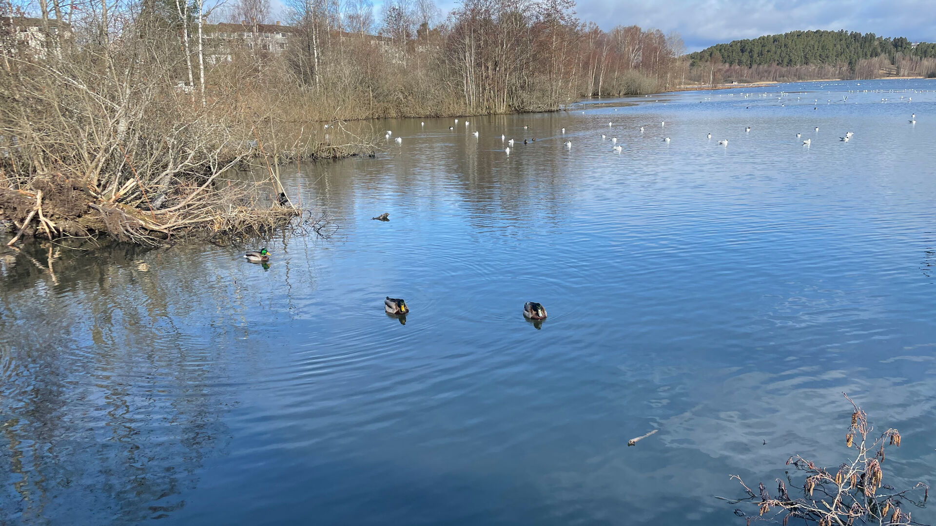 Østensjøvannet