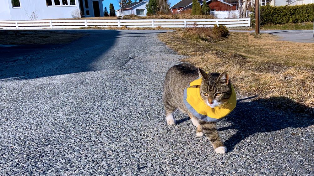Katt med reflekskrage