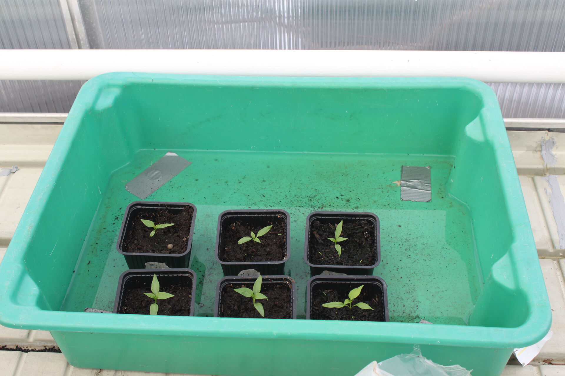 Chilliplanter i potter