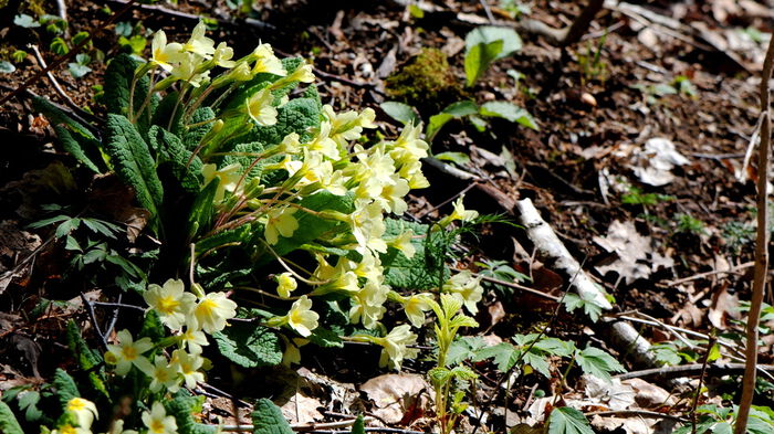 Blomster, skogbunn