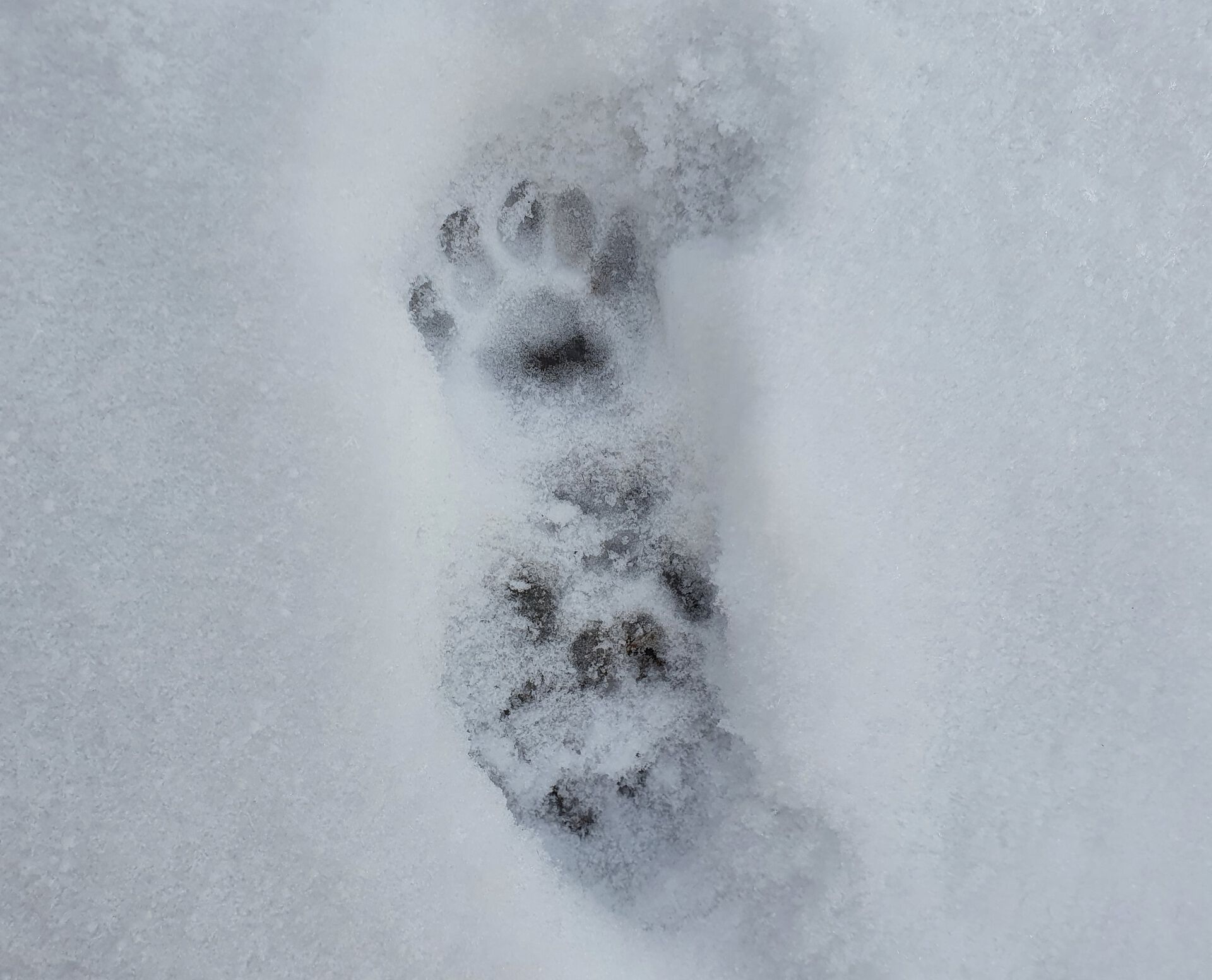 spor, snø