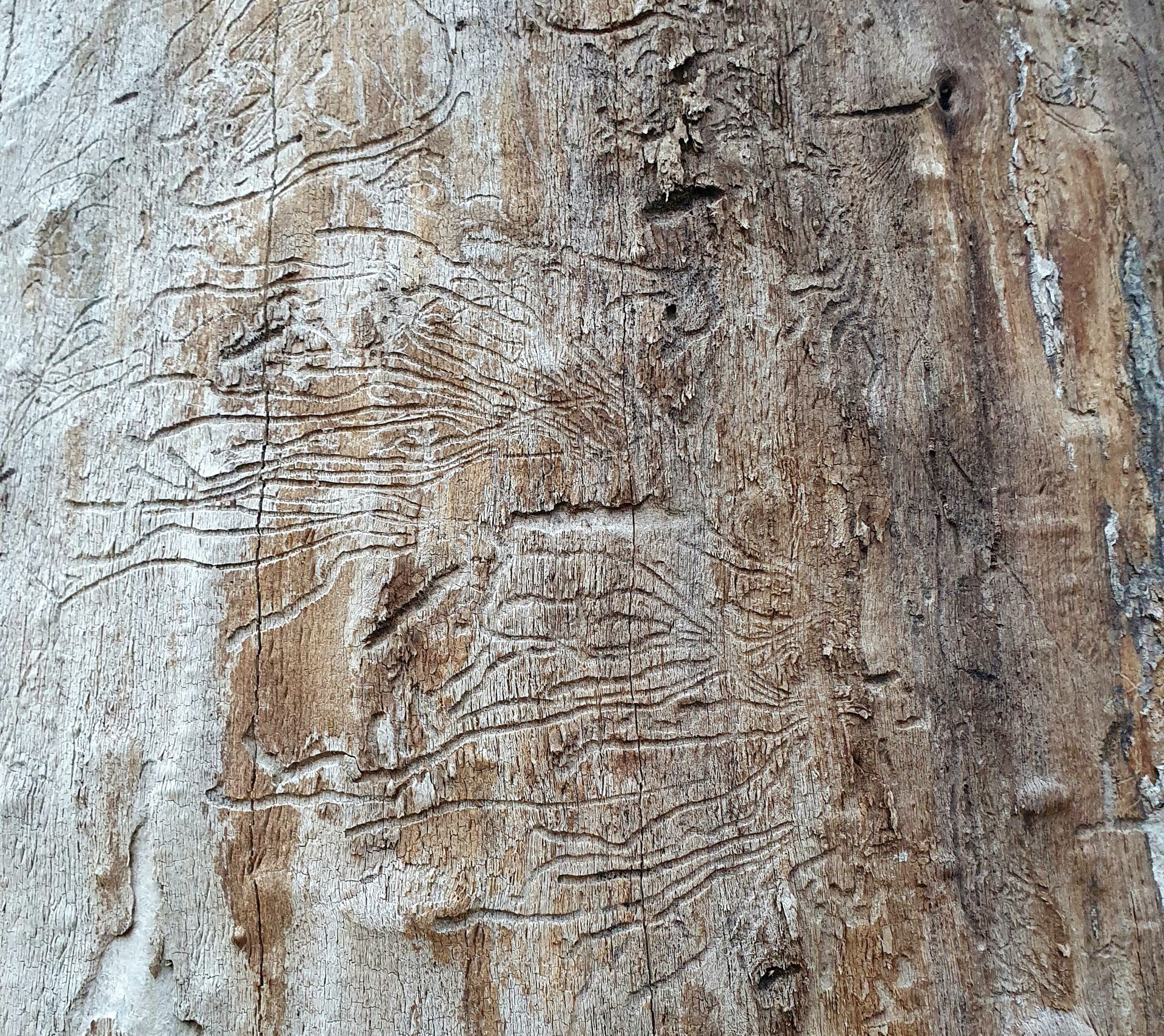 bark, insekt